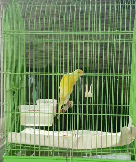Kenari Trah Belgian Bossu import