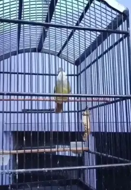 Cucak jenggot jawa gacor