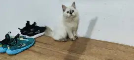 Kitten himalayan seal point himalayan betina