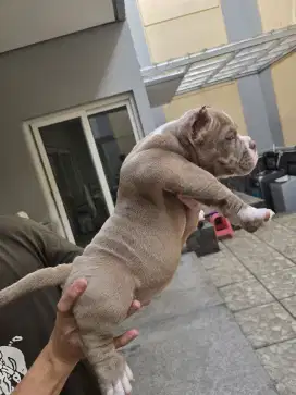 Jual anakan American bully micro exotis