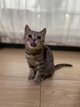 British Short Hair (BSH) Tabby