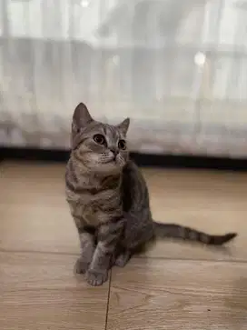 British Short Hair (BSH) Tabby
