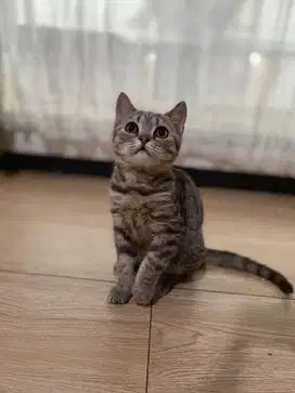 British Short Hair (BSH) Tabby