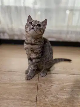 British Short Hair (BSH) Tabby