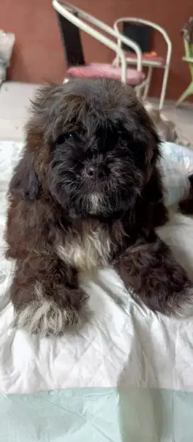 LOKASI BOGOR. Dijual anak anjing Shitzu x Poodle. 3bulan