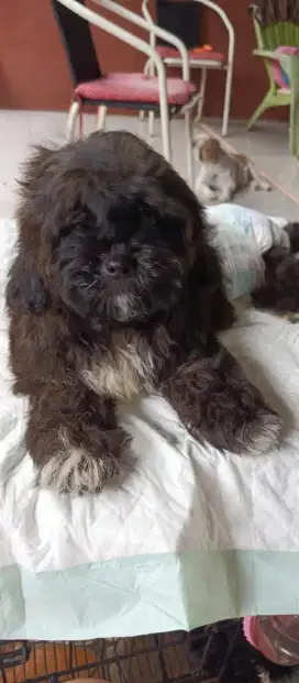 LOKASI BOGOR. Dijual anak anjing Shitzu x Poodle. 3 Bulan
