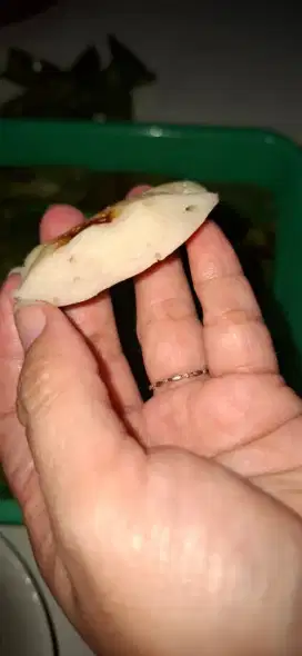 Otak2 asli ikan tenggiri murni