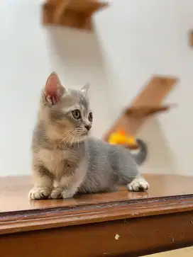 Kucing munchkin bsh jantan
