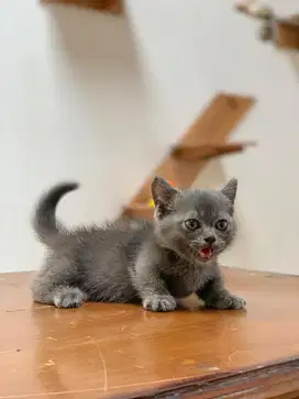 Kucing munchkin bsh jantan