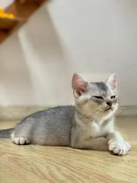 Kucing munchkin NS bsh jantan