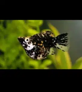IKAN MOLLY GEMOY (4 ekor )