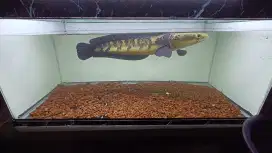 Ikan Channa Maru YS