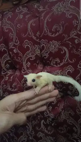 Sugar Glider Leucistic