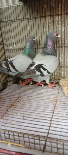 Sepasang merpati pos