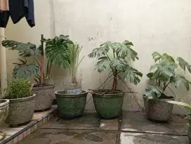 DIJUAL TANAMAN HIAS MONSTERA