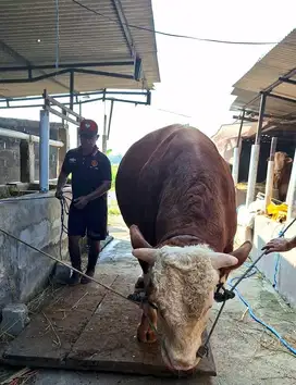 SAPI 1 TON+ BOYOLALI