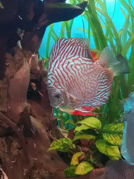 Dijual ikan Discus size 4 up