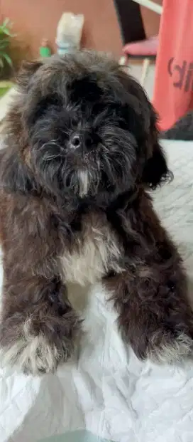 LOKASI BOGOR. Dijual anak anjing Shitzu x Poodle 3bulan