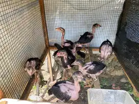 anak ayam bangkok