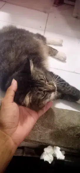 di oper adopsi kucing persia gemuk gede du jual aja