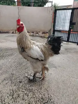 Ayam Brahma umur 5-8 bulan