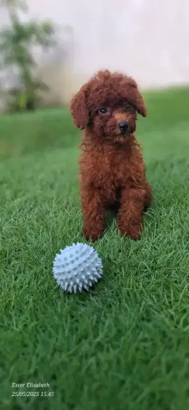 Tiny Red Poodle Anjing Red Pudel Warna Pekat Mirip Boneka