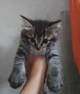 Kitten Persia Medium