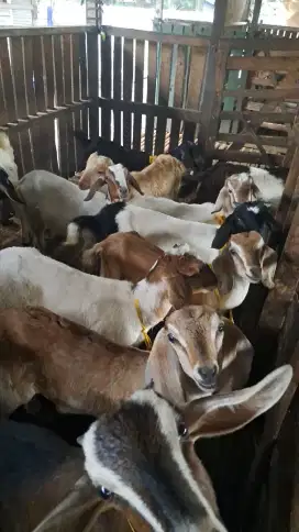 Kambing etawa murah