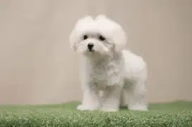 Toy Poodle super kecil