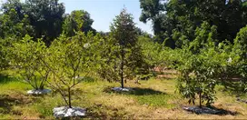 Di Jual Tanah Kebun di Rembang Kab. Pasuruan, Subur, Air melimpah