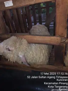 Jual kambing dan domba