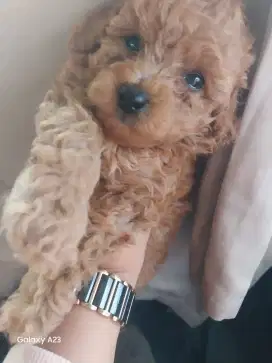 Red Poodle jantan 1 bulanan lucu