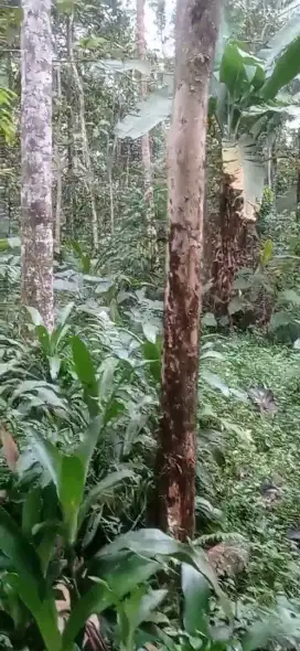Di jual TANAH daerah cadasari pandeglang banten