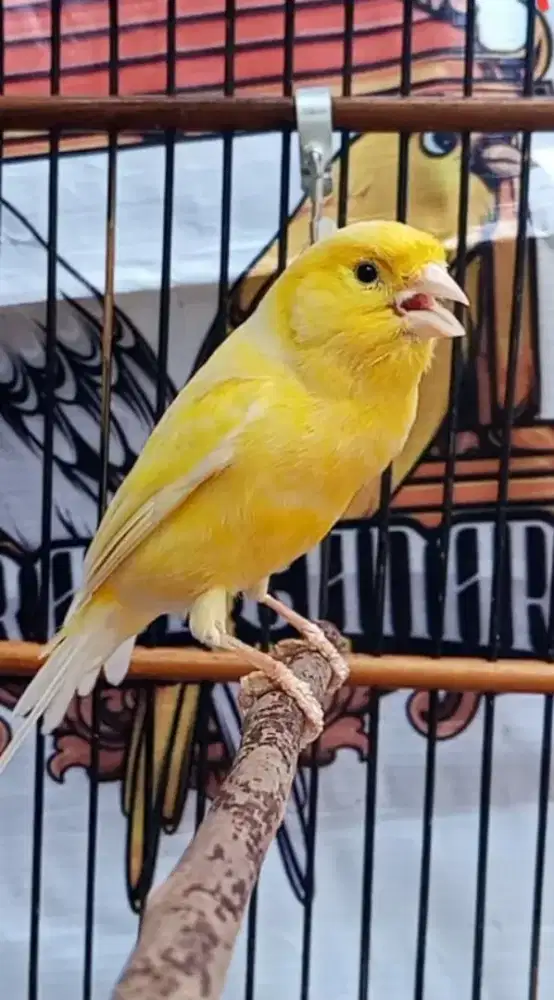 Kenari Loper gacor warna kuning lelon