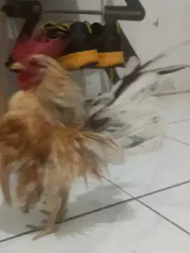 Indukan Serama Produksi