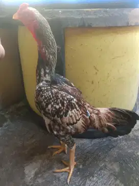 Ayam Bulbi ukuran jumbo