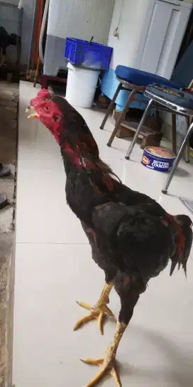 Jual ayam jago bangkok trah silangan BK vs Brasilian