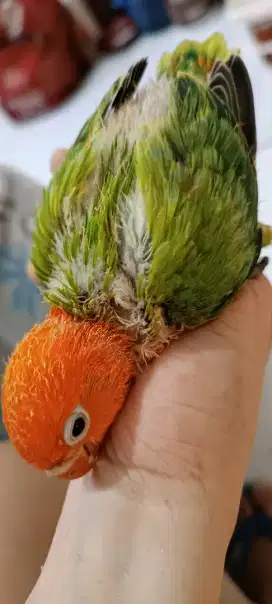 Anakan lovebird Biola kepala merah pedas
