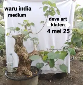 Bahan bonsai waru india