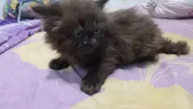 Anakan Persia longhair, 2 bln an, jantan, sehat, lincah,gembul
