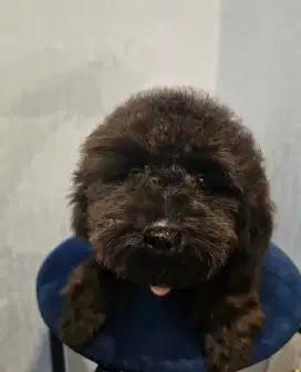 High Quality Tiny Poodle Stambun
