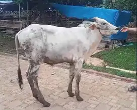 sapi qurban 16 jutaan 200kiloan timbang hidup rawatan kandang jamin ok