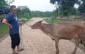sapi qurban 16 jutaan 200kiloan timbang hidup siap kurban 2025 manteb