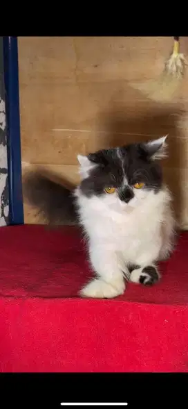 Munchkin flatnose jantan