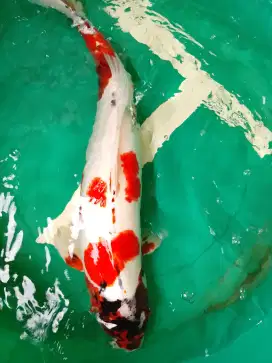 Ikan koi jenis Kikokuryu 60cm jumbo