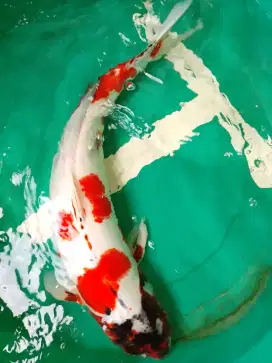 Ikan koi jenis Kikokuryu 60cm bagus