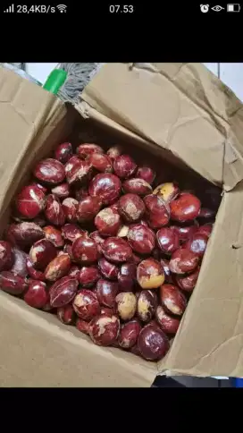 Jenkol super 20.000
