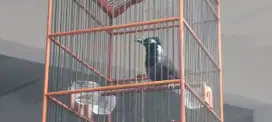 Burung Poksay black hooded jantan