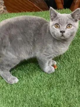 Bsh jantan 5 bulan NP