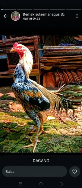 Jual ayam bangkok 300.000